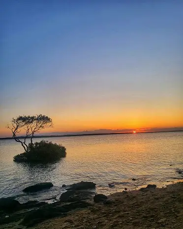 Weed in Hervey Bay